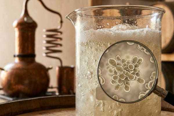 Organic Yeast Strains Change Everything in Vodka Fermentation