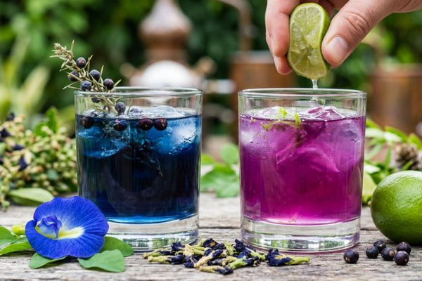Butterfly Pea Gin Explained: The Botany Behind FLORENA's Color-Changing Spirit